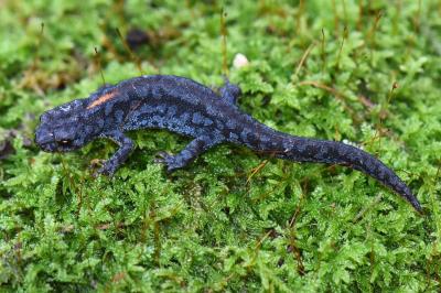 Triton alpestre 
