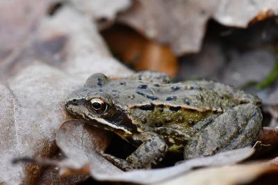 Grenouille rousse 