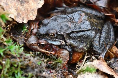 Grenouille rousse 