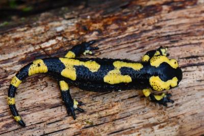 Salamandra salamandra