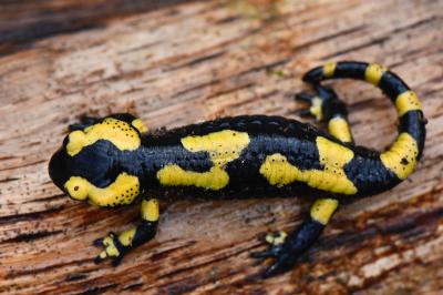 Salamandre tachetée 