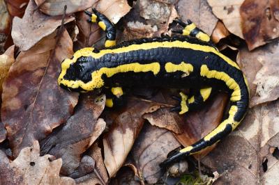 Salamandre tachetée 