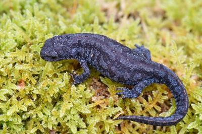 Triton alpestre 