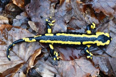 Salamandre tachetée 