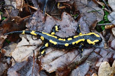 Salamandre tachetée 