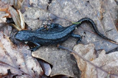 Triton alpestre 