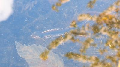 <i>Ichthyosaura alpestris</i>