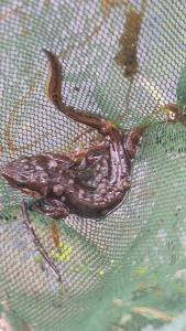 <i>Lissotriton helveticus</i>