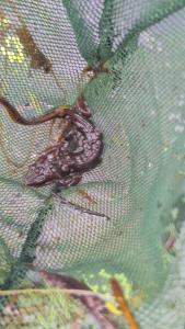 <i>Lissotriton helveticus</i>