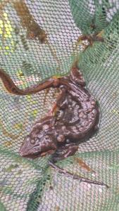 <i>Lissotriton helveticus</i>