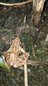 <i>Rana dalmatina</i>