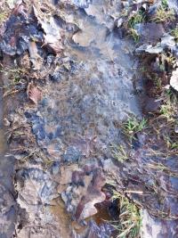 Grenouille rousse 