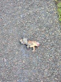 Crapaud