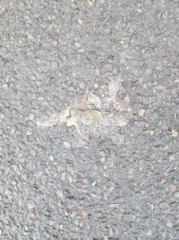 Crapaud