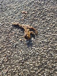 Crapaud