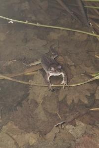 Grenouille agile 