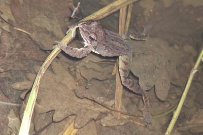 Grenouille agile 