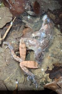 Grenouille agile 