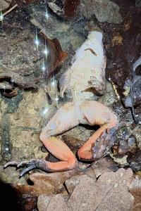 Grenouille agile 