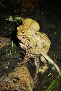 Crapaud