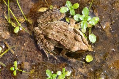 Grenouille agile 