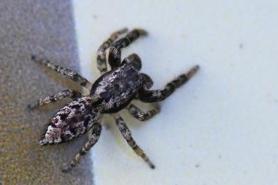 <i>Marpissa muscosa</i>