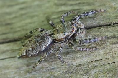 <i>Marpissa muscosa</i>