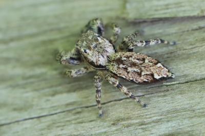 <i>Marpissa muscosa</i>