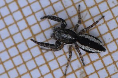 <i>Pseudicius encarpatus</i>
