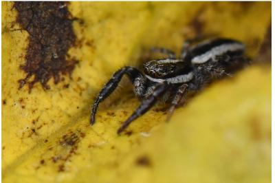 <i>Pseudicius encarpatus</i>