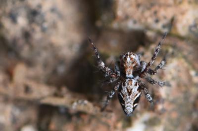 <i>Oxyopes</i>