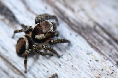 Evarcha falcata
