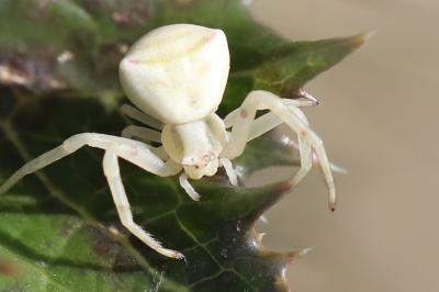 Thomise replet