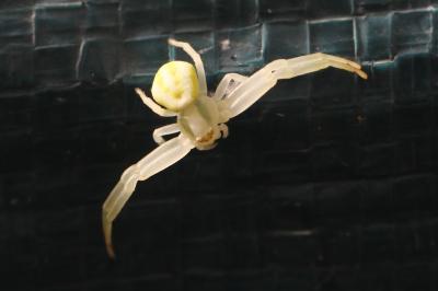 Misumène variable