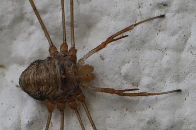 <i>Dicranopalpus ramosus</i>