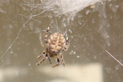 <i>Larinioides</i>