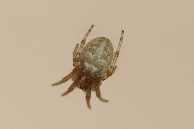 <i>Larinioides</i>
