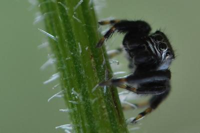 <i>Evarcha arcuata</i>