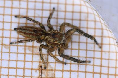 <i>Marpissa radiata</i>