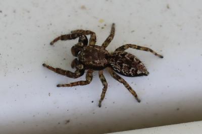 Marpissa muscosa
