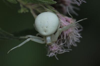 Misumène variable