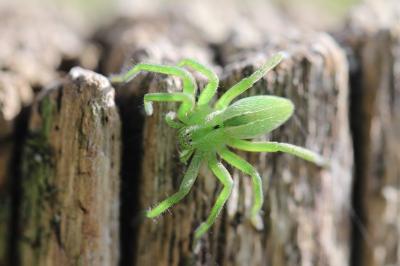 <i>Micrommata ligurina</i>