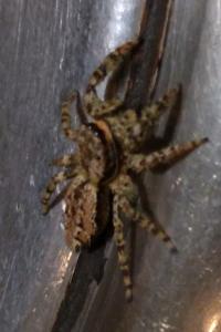 <i>Marpissa muscosa</i>