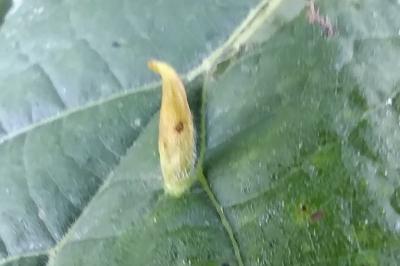 <i>Eriophyes tiliae</i>