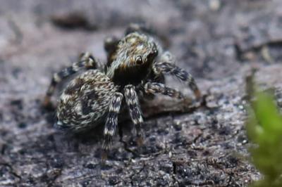 Pseudeuophrys erratica