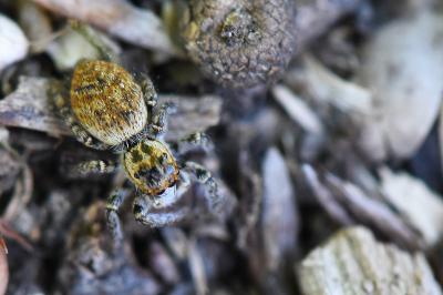 <i>Carrhotus xanthogramma</i>