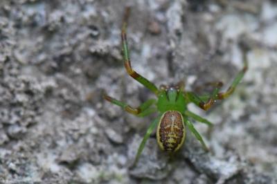 Thomise tricolore