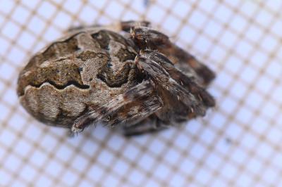 <i>Larinioides sclopetarius</i>