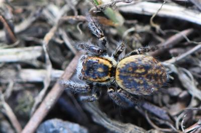 <i>Carrhotus xanthogramma</i>