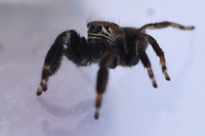 <i>Evarcha arcuata</i>